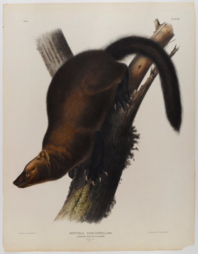 Viirit martin tai fisher tekijältä John James Audubon