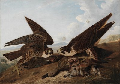 Peregrine Falcons tekijältä John James Audubon