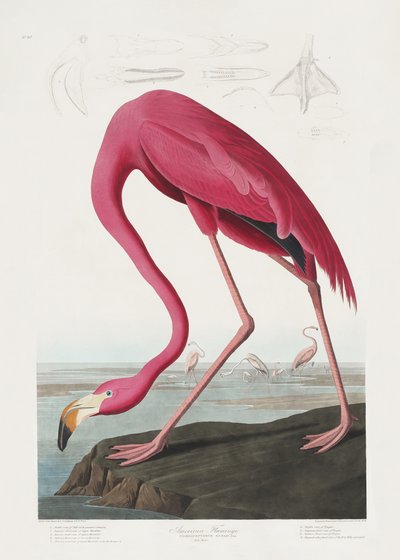 Vaaleanpunainen flamingo teoksesta *Birds of America* (1827) tekijältä John James Audubon