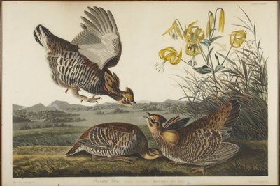 Preeriakana tekijältä John James Audubon