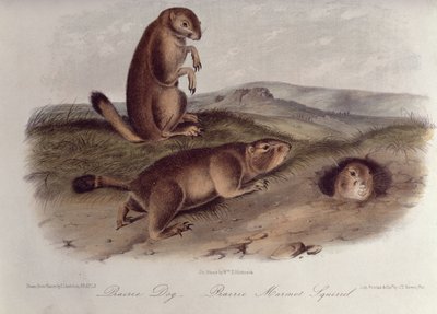 Preeriakoira elokuvasta "Quadrupeds of North America", 1842-5, (litografia) tekijältä John James Audubon