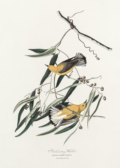 Keltakurkku-kerttunen teoksesta Birds of America (1827) tekijältä John James Audubon