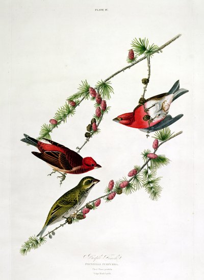 Purple Finch, teoksesta "Birds of America", kaiverrus William Home (1788-1859) tekijältä John James Audubon