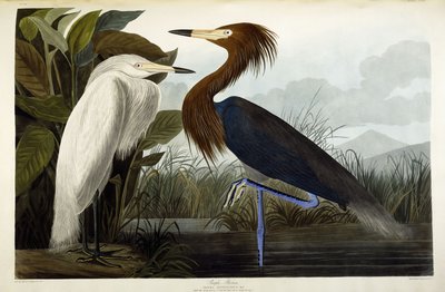Purple Heron, n. 1835 tekijältä John James Audubon
