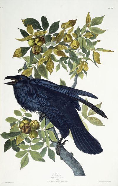 Korppi, tekijältä John James Audubon