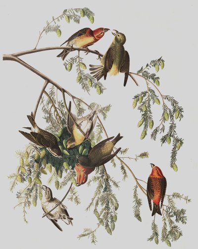 Red Crossbill, Loxia Curvirostra, John J. Audubonin "The Birds of America" -julkaisusta, pub. 1827-38 tekijältä John James Audubon