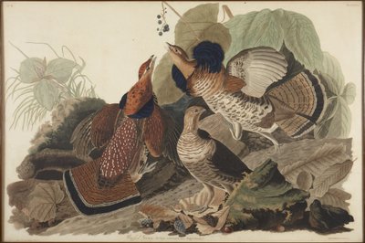 Pyykana tekijältä John James Audubon