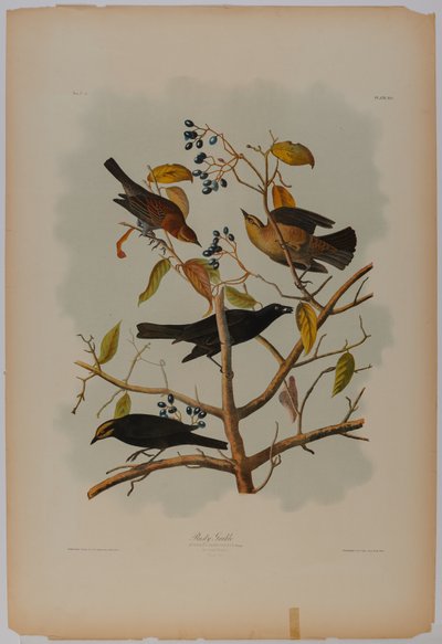 Rusty Grackle tekijältä John James Audubon