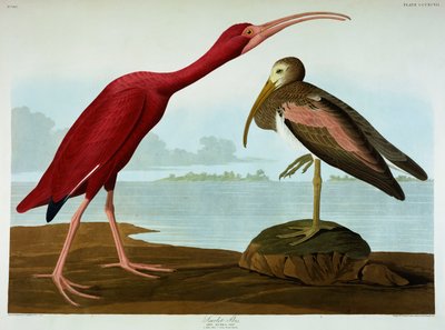 Scarlet Ibis tekijältä John James Audubon