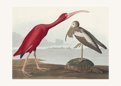 Scarlet-ibis teoksesta *Birds of America* (1827) tekijältä John James Audubon