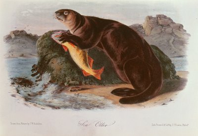 Merisaukko Pohjois-Amerikan nelijalkaisilta (1842-5) tekijältä John James Audubon