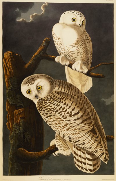 Luminen pöllö tekijältä John James Audubon