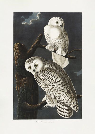 Lumikettu teoksesta *Birds of America* (1827) tekijältä John James Audubon