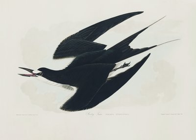 Nokitiira teoksesta *Birds of America* (1827) tekijältä John James Audubon