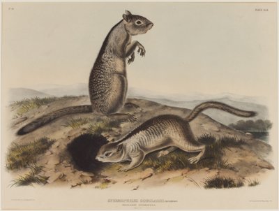 Spermophilus Douglassii (kaksi Douglas-oravat) tekijältä John James Audubon