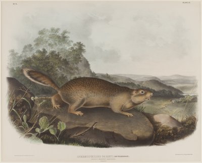 Spermophilus Parry (Parryn murmeliorava) tekijältä John James Audubon