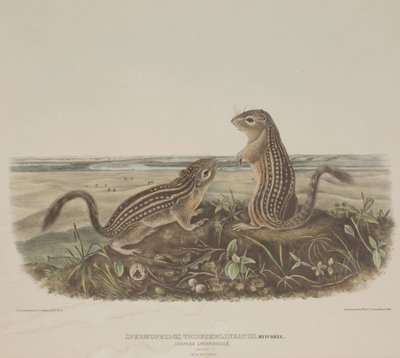 Spermophilus Tridecemlineatus (kaksi leopardi-oravat) tekijältä John James Audubon
