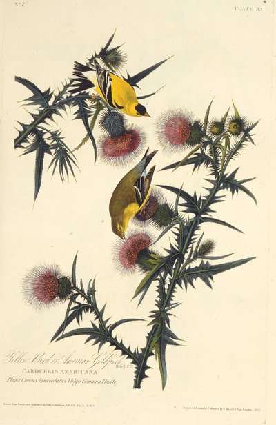 Amerikkalainen kultatippu. Teoksesta The Birds of America, 1827-1838. tekijältä John James Audubon