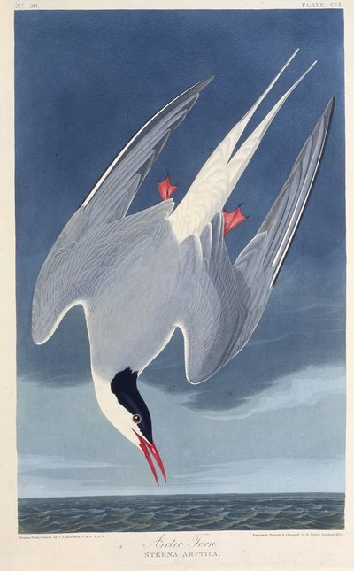 Arktinen tiira. Teoksesta The Birds of America, 1827-1838. tekijältä John James Audubon