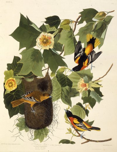 Baltimore oriole. Teoksesta The Birds of America, 1827-1838. tekijältä John James Audubon