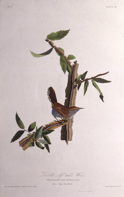 Bewicks wren. Teoksesta The Birds of America, 1827-1838. tekijältä John James Audubon