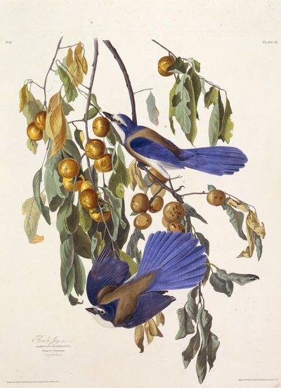 Floridan pensaikko. Teoksesta The Birds of America, 1827-1838. tekijältä John James Audubon