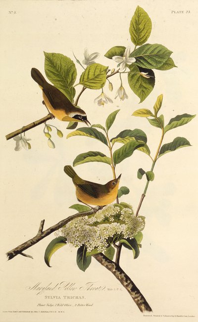 Marylandin keltakurkku. Teoksesta The Birds of America, 1827-1838. tekijältä John James Audubon