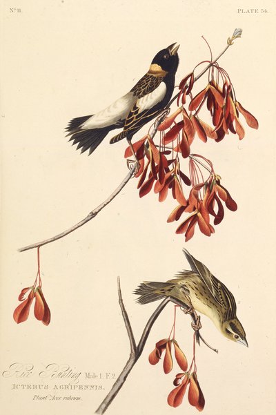 Riisilintu. Teoksesta The Birds of America, 1827-1838. tekijältä John James Audubon