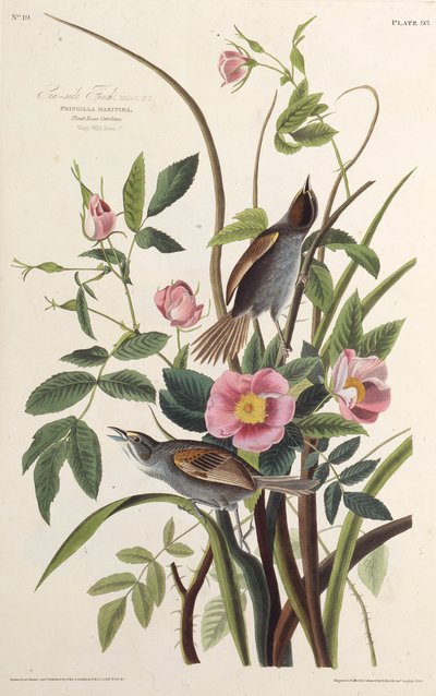 Merenpuoleinen peippo. Elokuvasta The Birds of America, 1827-1838. tekijältä John James Audubon