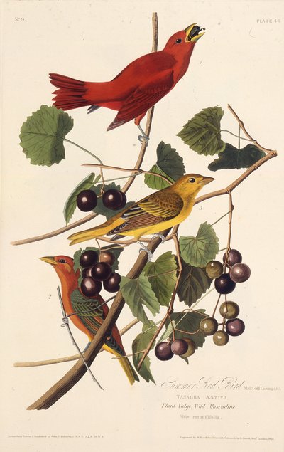 Kesän punainen lintu. Elokuvasta The Birds of America, 1827-1838. tekijältä John James Audubon