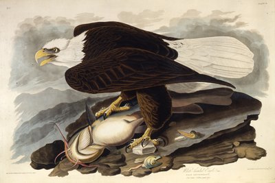 Kaljukotka. Elokuvasta The Birds of America, 1827-1838. tekijältä John James Audubon