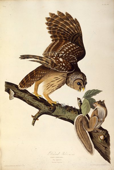 Pöllö. Teoksesta The Birds of America, 1827-1838. tekijältä John James Audubon
