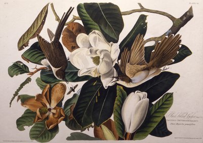 Mustanokkakäki. Teoksesta The Birds of America, 1827-1838. tekijältä John James Audubon