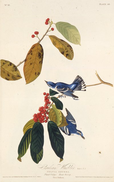 Cerulean parta. Elokuvasta The Birds of America, 1827-1838. tekijältä John James Audubon