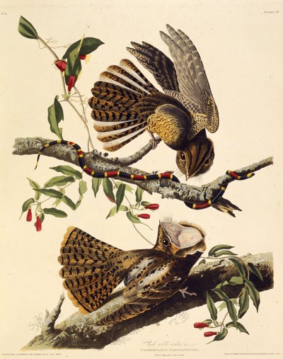 Chuck-wills-leski. Teoksesta The Birds of America, 1827-1838. tekijältä John James Audubon