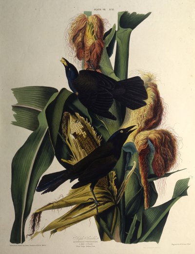 Tavallinen grackle. Teoksesta The Birds of America, 1827-1838. tekijältä John James Audubon