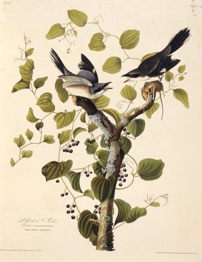 Viherpää huutaa. Teoksesta The Birds of America, 1827-1838. tekijältä John James Audubon