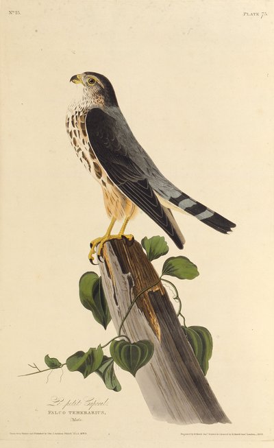 Merlin. Teoksesta The Birds of America, 1827-1838. tekijältä John James Audubon