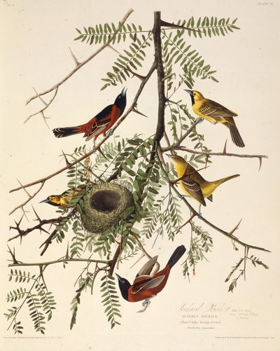 Hedelmätarhan oriole. Teoksesta The Birds of America, 1827-1838. tekijältä John James Audubon