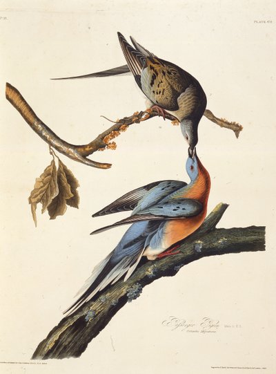 Matkustajakyyhkynen. Teoksesta The Birds of America, 1827-1838. tekijältä John James Audubon