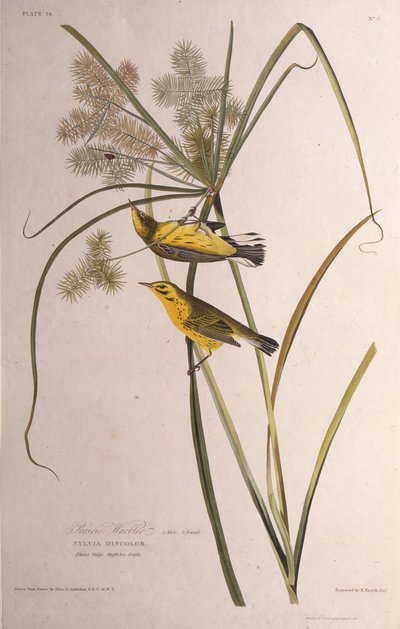 Preeriakoukku. Teoksesta The Birds of America, 1827-1838. tekijältä John James Audubon
