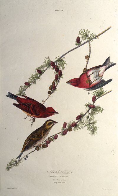 Violetti peippo. Teoksesta The Birds of America, 1827-1838. tekijältä John James Audubon