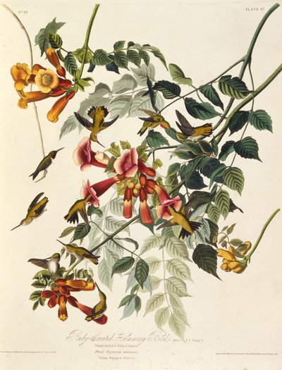 Rubiinikurkku kolibri. Teoksesta The Birds of America, 1827-1838. tekijältä John James Audubon