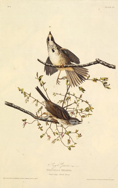 Laulu varpunen. Teoksesta The Birds of America, 1827-1838. tekijältä John James Audubon