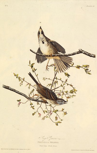 Laulu varpunen. Teoksesta The Birds of America, 1827-1838. tekijältä John James Audubon