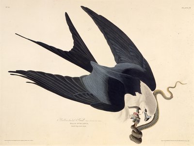 Pääskyshäntäleija. Teoksesta The Birds of America, 1827-1838. tekijältä John James Audubon