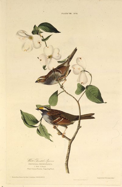Valkokurkkuvarpunen. Teoksesta The Birds of America, 1827-1838. tekijältä John James Audubon