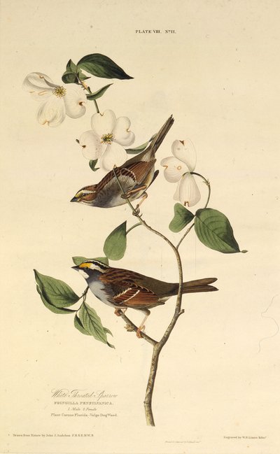 Valkokurkkuvarpunen. Teoksesta The Birds of America, 1827-1838. tekijältä John James Audubon