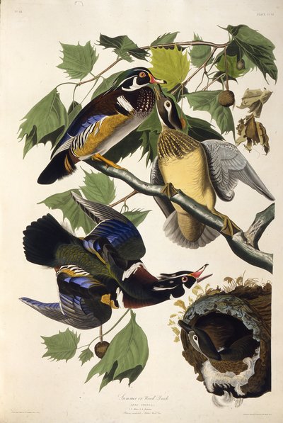 Puinen ankka. Teoksesta The Birds of America, 1827-1838. tekijältä John James Audubon