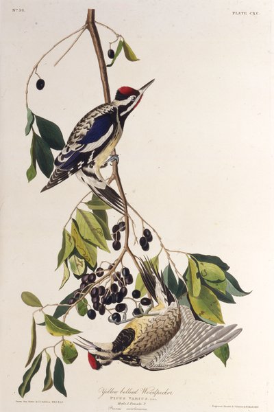 Keltavatsainen meteli. Teoksesta The Birds of America, 1827-1838. tekijältä John James Audubon
